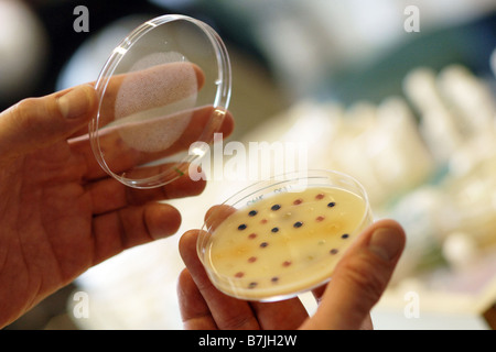 Una piastra di petri con e-coli la crescita di batteri in un ospedale labatory Foto Stock