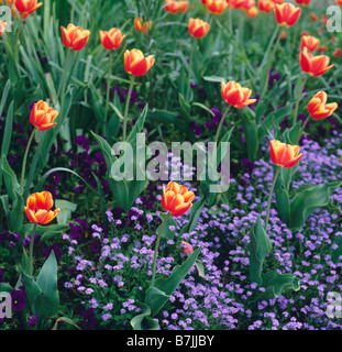 Orange tulipani a Dimenticare me not fioritura a Giverny Foto Stock