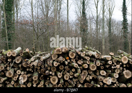 Un mucchio di recente un trito di abbattere alberi in Worcestershire. A causa della stretta creditizia più persone stanno usando legno di bruciatori e stufe Foto Stock