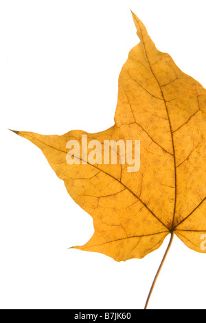 Dettaglio di una foglia secca Foto Stock