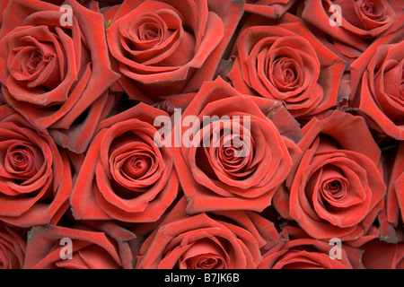 Germogli di rosa Foto Stock