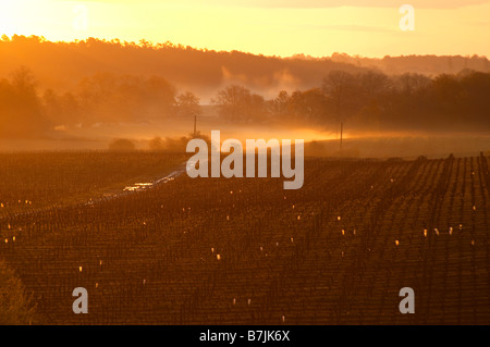 Vigneto in early morning mist chateau pey la tour bordeaux francia Foto Stock