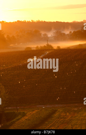 Vigneto in early morning mist chateau pey la tour bordeaux francia Foto Stock