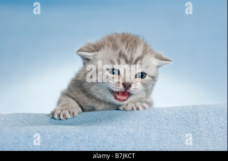 British Shorthair cat - kitten (3 settimane) sulla coperta Foto Stock