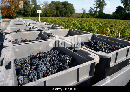 Il merlot in cassette di plastica chateau phelan segur st estephe medoc bordeaux francia Foto Stock