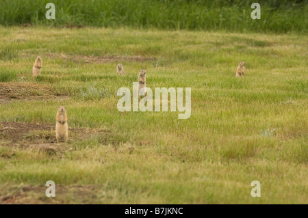 Gruppo o città di nero-tailed i cani della prateria. Praterie National Park, Saskatchewan Foto Stock