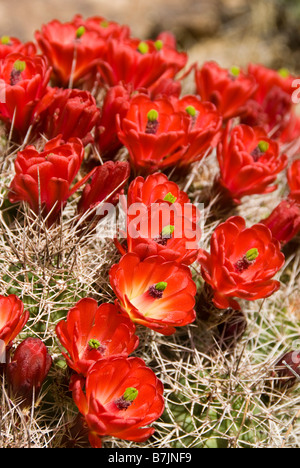 Claret Cup riccio cactus in fiore, Big Thomson Mesa vicino Il Waterpocket Fold e Capitol Reef National Park nello Utah. Foto Stock