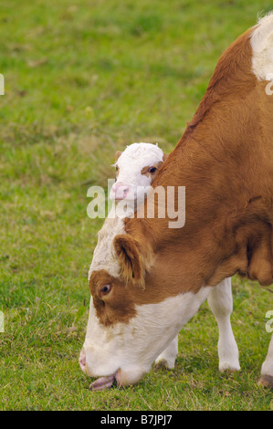 Mucca con vitello sul prato Foto Stock