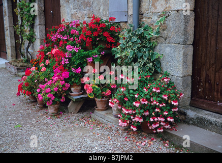 Raccolta di pelargoniums e fuchsias in contenitori e vasi di terracotta Foto Stock