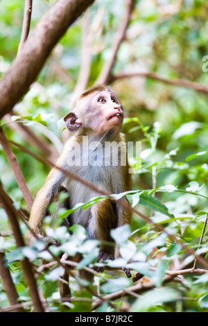 Un bambino scimmia in una struttura ad albero (Dambulla, Sri Lanka) Foto Stock