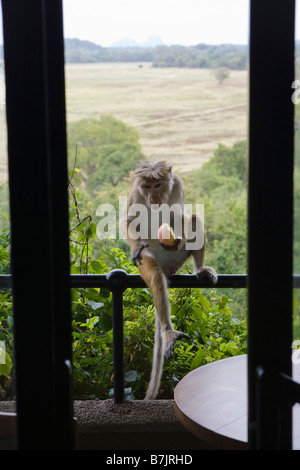 Un Tocque scimmia macaco mangiando un furto di Apple su un balcone di una camera in hotel (Dambulla, Sri Lanka) Foto Stock