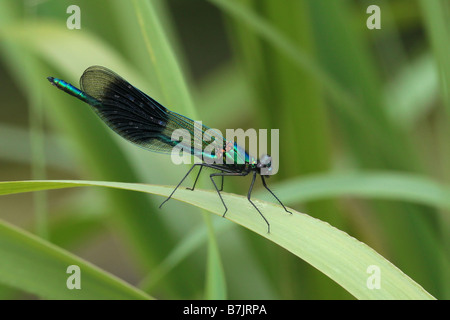 Ampio Damselfly alato (Calopteryx splendens) Foto Stock