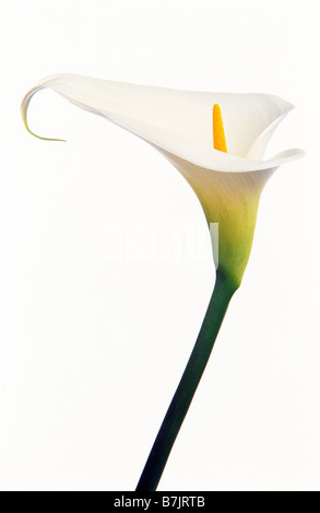 Zantedeschia aethoipica, Giglio bianco di Calla su sfondo bianco. Foto Stock