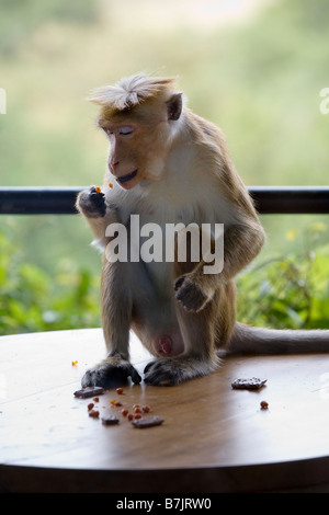 Un Tocque scimmia macaco mangiare una tabella in un hotel (Dambulla, Sri Lanka) Foto Stock