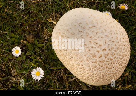 Puffball funghi (Calvatia gigantea), Isole Falkland Foto Stock