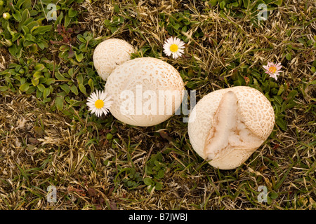 Puffball funghi (Calvatia gigantea), Isole Falkland Foto Stock