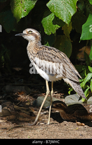 Bush Stone Curlew Burhinus grallarius Foto Stock