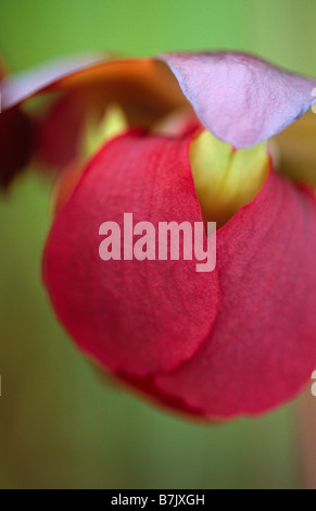 Red Sarracenia fiore, un fiore di una pianta brocca Foto Stock