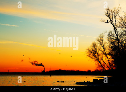 Aquile calve guardare il sole che tramonta sul fiume Mississippi. Foto Stock