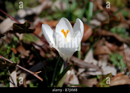 Un primo singolo croco bianco sulle prime piante a fiorire in primavera Foto Stock