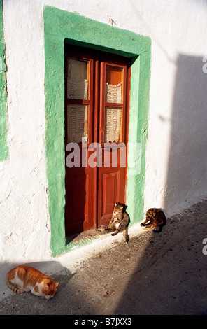 Un trio di gatti a pelo in una strada laterale Mykonos Grecia Foto Stock