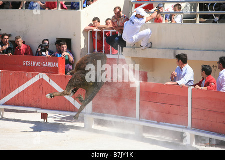 In stile francese incruenta corrida chiamato camarguaise corso a Saintes-Maries-de-la-Mer, Francia Foto Stock