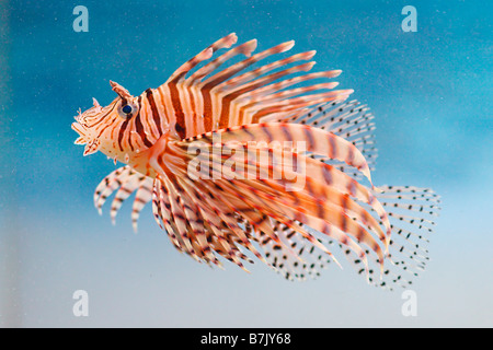 Lionfish rosso Foto Stock