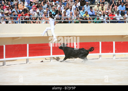 In stile francese incruenta corrida chiamato camarguaise corso a Saintes-Maries-de-la-Mer, Francia Foto Stock