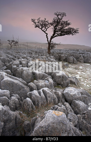 Lone Albero di biancospino e pavimentazione in calcare su un gelido inverno alba sopra il villaggio Conistone, Wharfedale Yorkshire Dales REGNO UNITO Foto Stock
