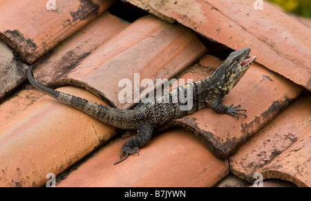 Nero Iguana Ctenosaura similis sul tetto Costa Rica Dicembre 2008 Foto Stock