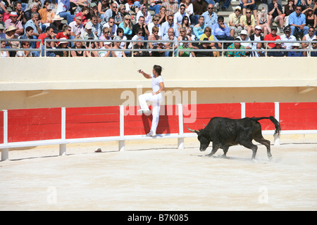 In stile francese incruenta corrida chiamato camarguaise corso a Saintes-Maries-de-la-Mer, Francia Foto Stock