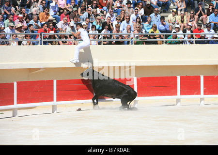 In stile francese incruenta corrida chiamato camarguaise corso a Saintes-Maries-de-la-Mer, Francia Foto Stock