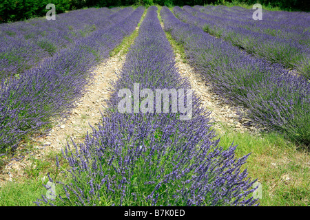 Campo di lavanda in Provenza francese nei pressi di Sault, Francia Foto Stock