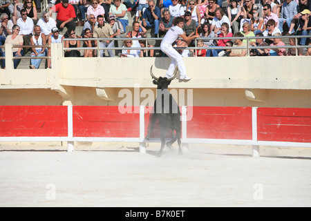 In stile francese incruenta corrida chiamato camarguaise corso a Saintes-Maries-de-la-Mer, Francia Foto Stock