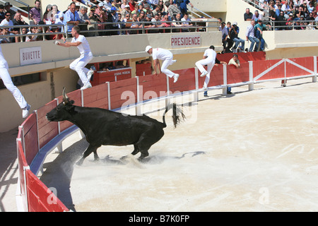 In stile francese incruenta corrida chiamato camarguaise corso a Saintes-Maries-de-la-Mer, Francia Foto Stock