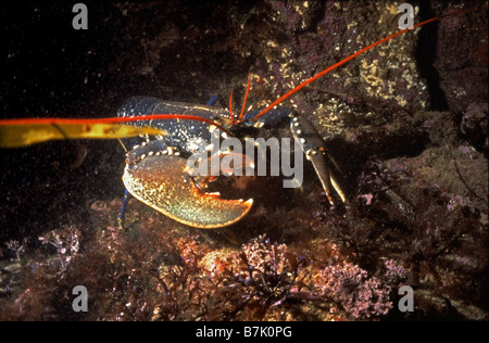 Astice, Homarus gammarus, camminando per rocky reef, mostrando chiaramente grandi chele Foto Stock