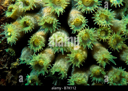 Stelle coral Montastrea sp Caraibi Oceano Atlantico Foto Stock