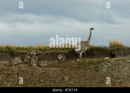 Darwin (Rhea Rhea pennata), noto anche come il Minore Rhea, è la più piccola delle due specie esistenti di rhea, Patagonia Cile Foto Stock