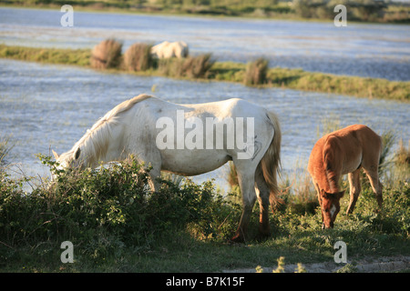 Cavalli selvaggi mangiare erba nella Camargue vicino Saintes-Marie de la Mer in Francia Foto Stock