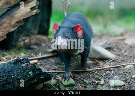 Diavolo della Tasmania Sarcophilus harrisii Foto Stock