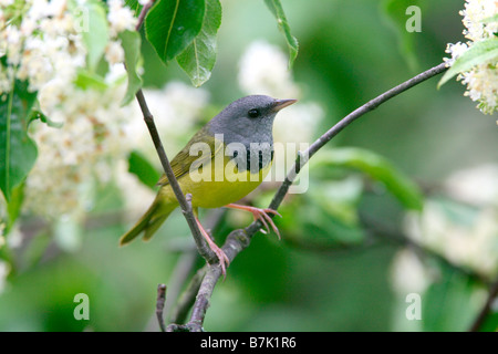 Lutto Trillo appollaiato in fiore Foto Stock