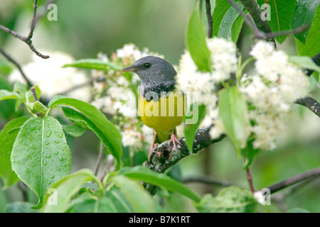 Lutto Trillo appollaiato in fiore Foto Stock