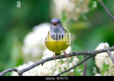 Il canto lutto trillo appollaiato in fiore Foto Stock