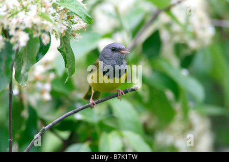 Lutto Trillo appollaiato in fiore Foto Stock