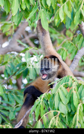 Mano Nera spider monkey (ateles geoffroy) su Isletas de Granada isola nel Lago di Nicaragua Foto Stock