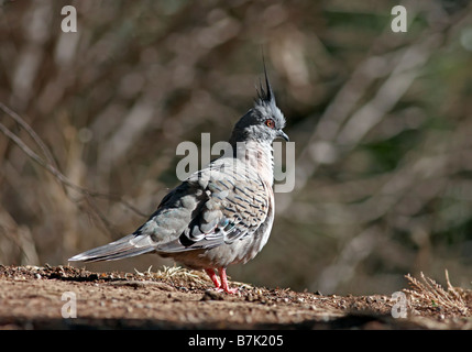 Crested Pigeon Ocyphaps lophotes Foto Stock