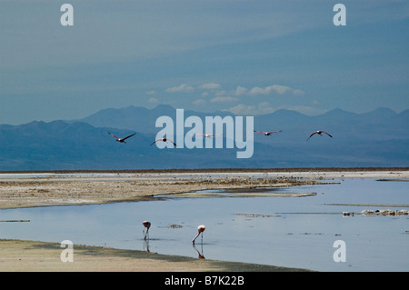 Il Fenicottero andino (Phoenicopterus andinus) è una specie di uccello nel flamingo famiglia ristretta a alto Ande in Cile Foto Stock