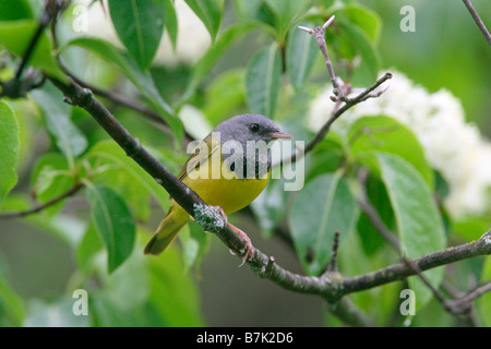 Lutto Trillo appollaiato in fiore Foto Stock