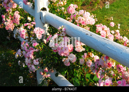 Le rose rosa al dipinto di bianco country house recinto Foto Stock