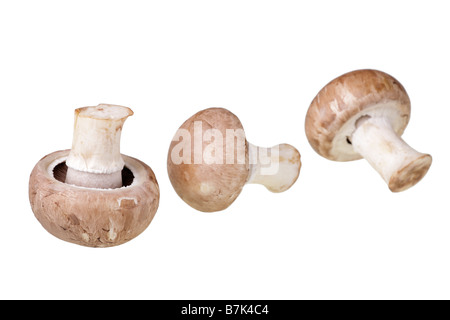 I funghi di coltivazione (Agaricus Bisporus) Foto Stock